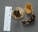 Clitocybe gibba image